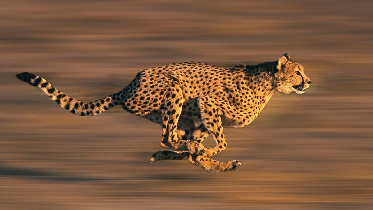 Día Internacional | ¿Qué velocidad alcanza el guepardo, el animal terrestre más rápido del mundo?