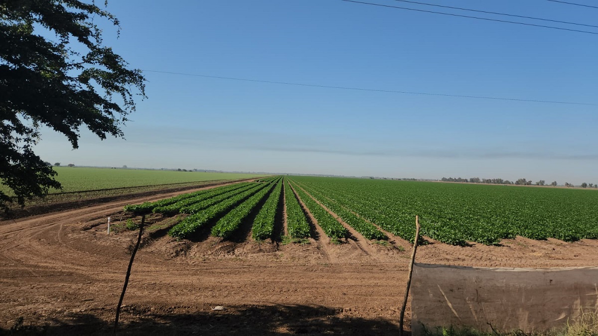 Más de 20 mil hectáreas quedaron sin sembrar en Guasave; pegará en la economía