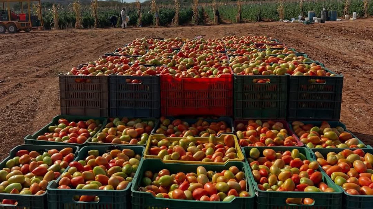 Aranceles al tomate se podrían definir este jueves en la reunión entre México y Estados Unidos: AARC