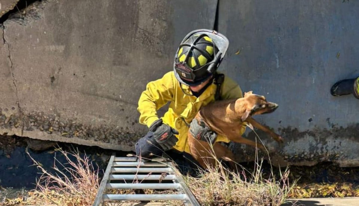 ¡Bomberos de Mazatlán lo vuelven hacer! Perrito es rescatado de un canal pluvial