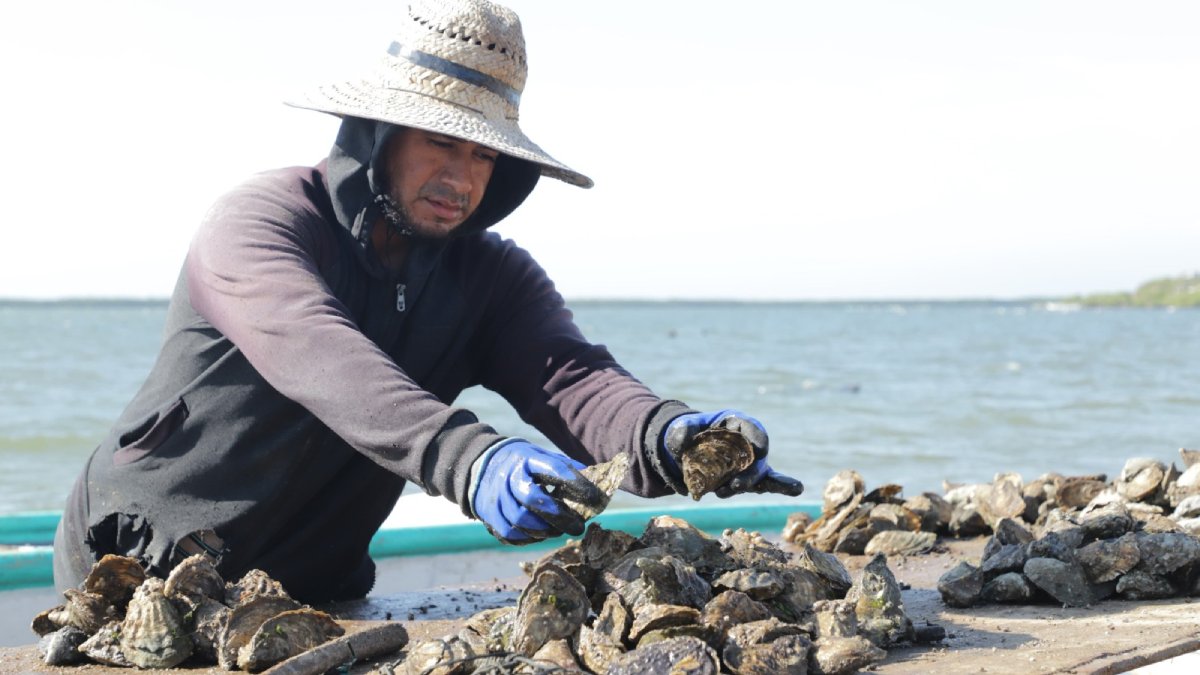 Ostioneros lanzan SOS; esperan que Secretaría de Pesca en Sinaloa les extienda la mano