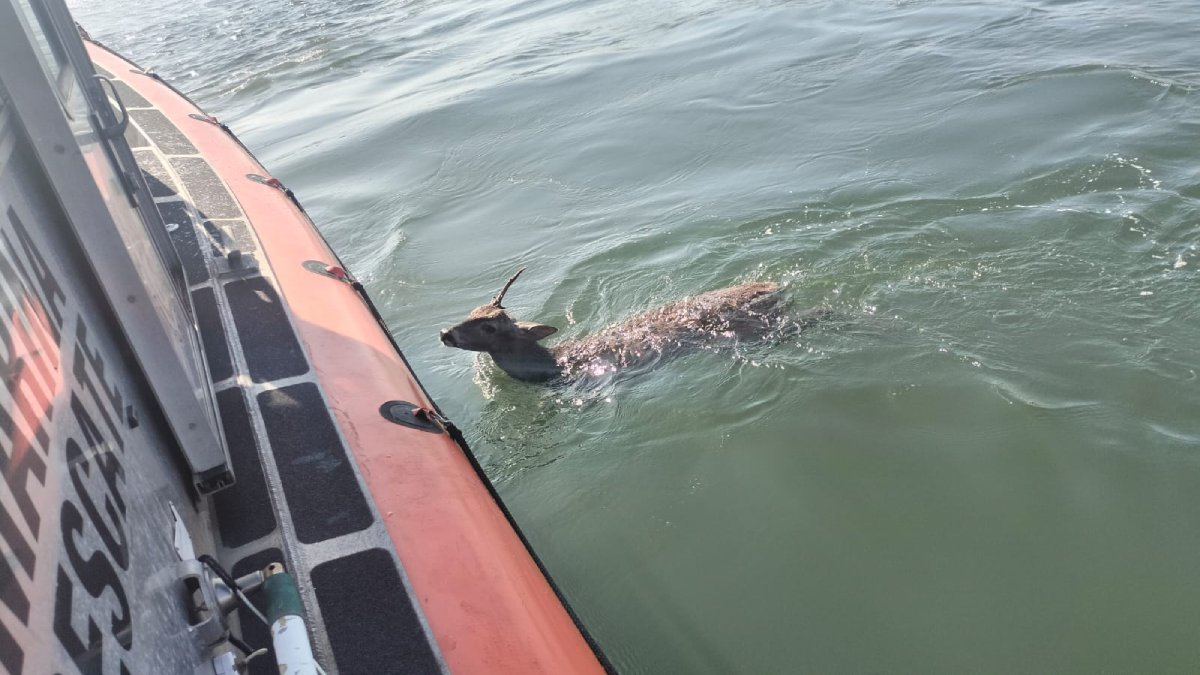 Rescata Semar un venado en el mar de Mazatlán