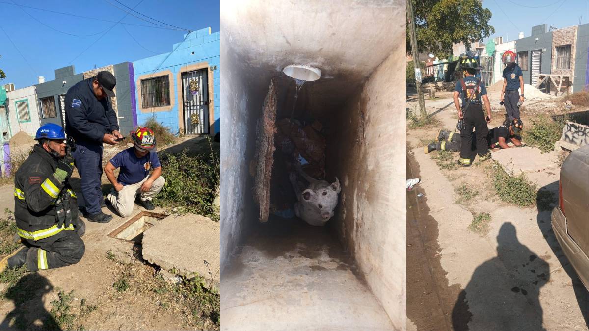 ‘Todas las vidas son importantes’; rescatan peludito de desagüe pluvial en Santa Teresa, Mazatlán
