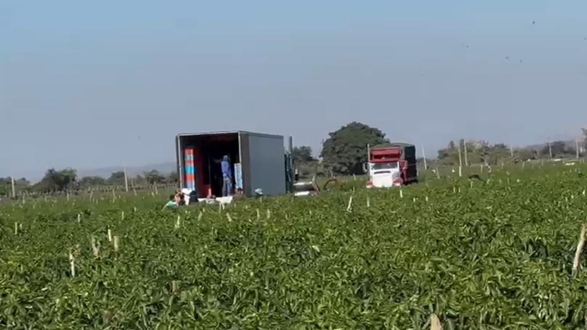 Se esperaban precios favorables, pero no hay sido muy buenos aun expresan horticultores del norte de Sinaloa