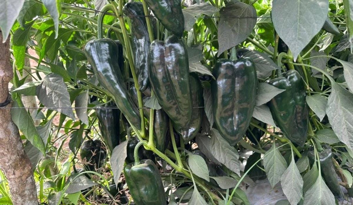 Preocupa a agricultores de Mazatlán que precios de los chiles caigan más al generalizarse los cortes