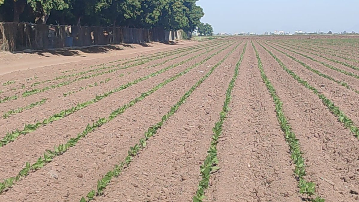 Campesinos de Ahome, Sinaloa, poco a poco normalizan las labores en sus tierras, pero están limitados por el dinero