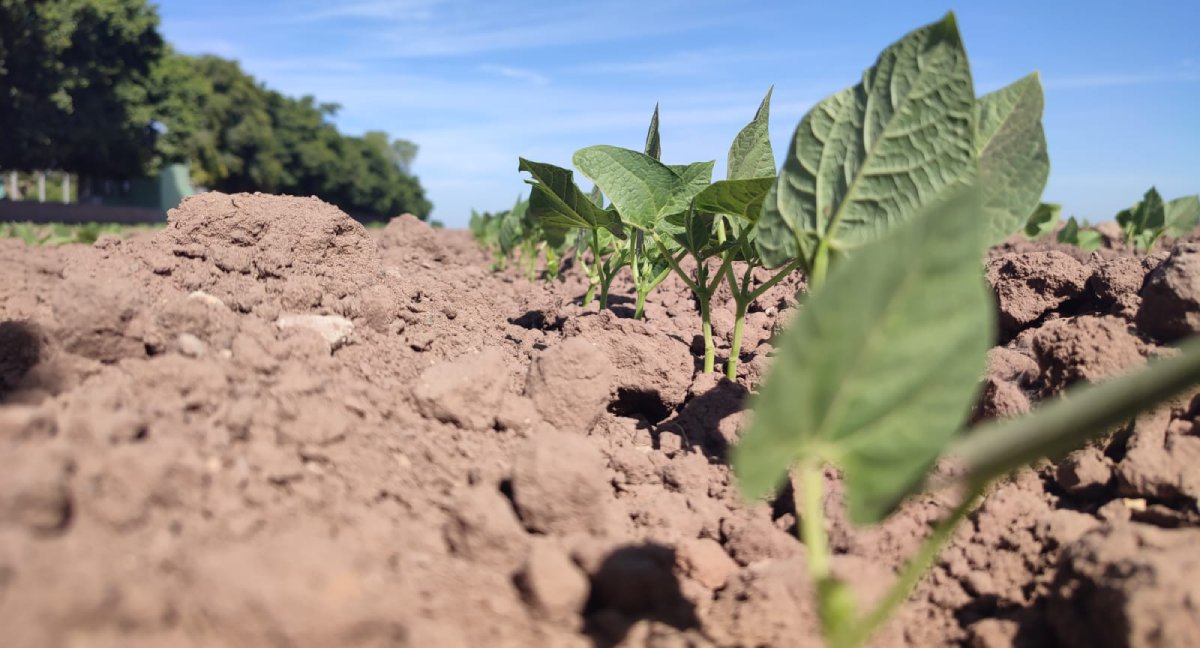Clima fresco da aliento a productores de Ahome, Sinaloa y margen a que disminuyan las plagas: AARFS