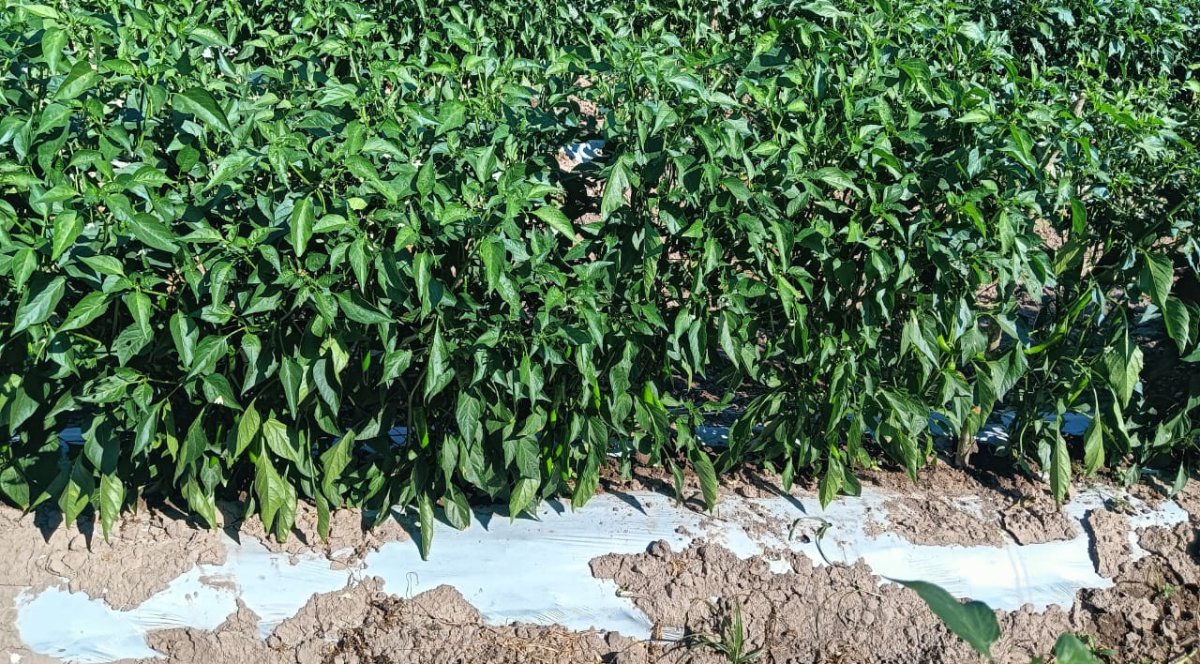 ¡Atención! JLSV del Carrizo llama a productores que faltan por realizar sus trámites de permisos de siembra