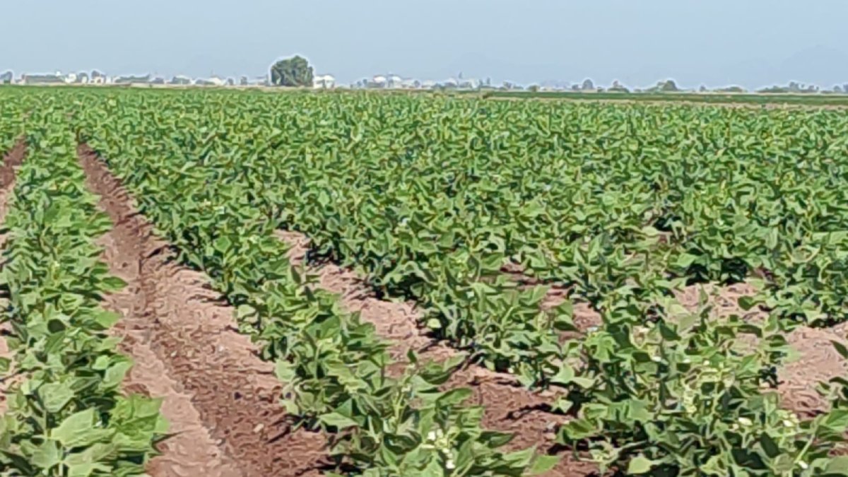 Disminución en producción de frijol por plagas estaría favoreciendo el precio para este ciclo agrícola: Productores