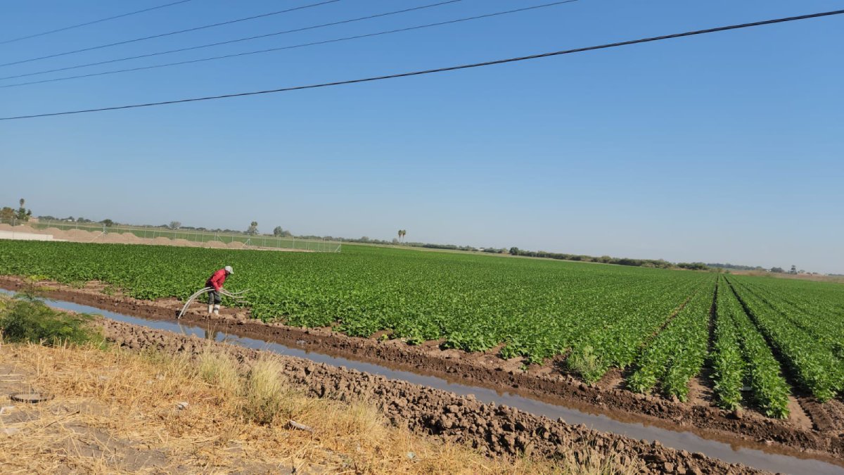 ¡Queda solo el maíz! Vence el plazo para asegurar cultivos de garbanzo y frijol