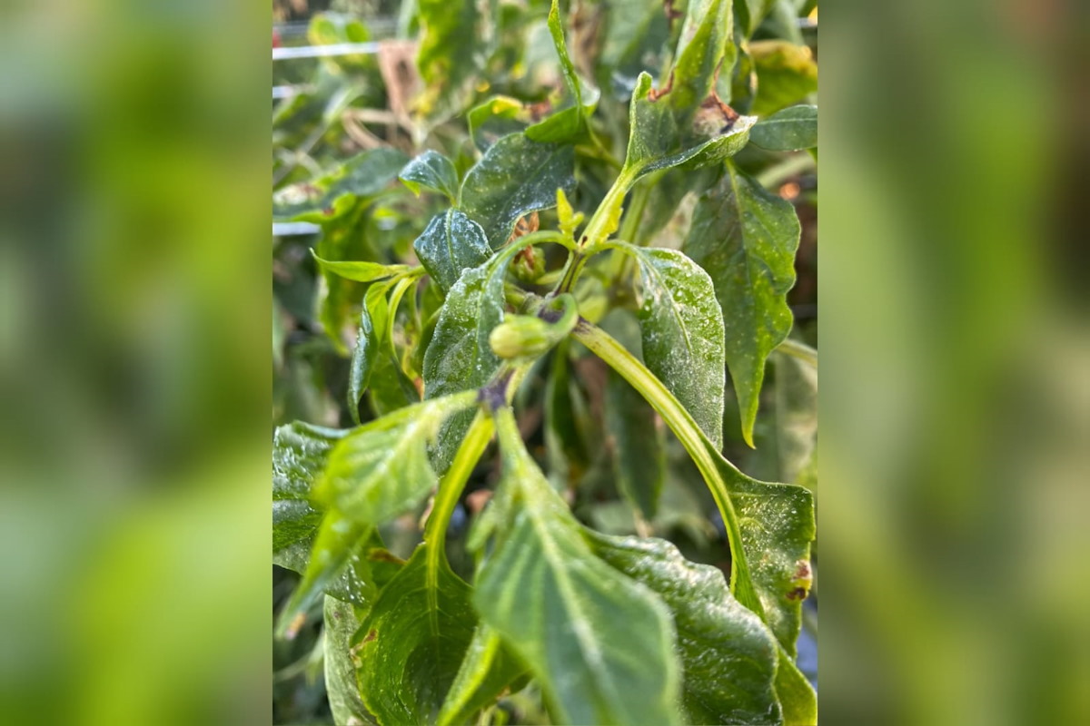 ¡Dio la sorpresa! En Sinaloa municipio les ha helado dos veces: Sanidad Vegetal
