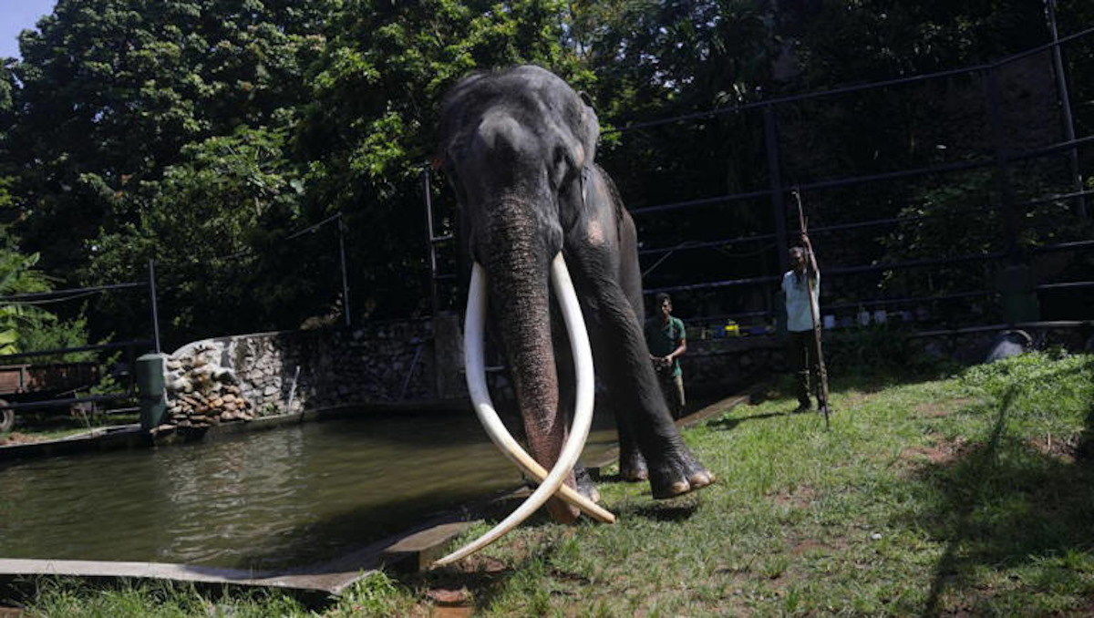 Turista española fallece en Tailandia por ataque de elefante