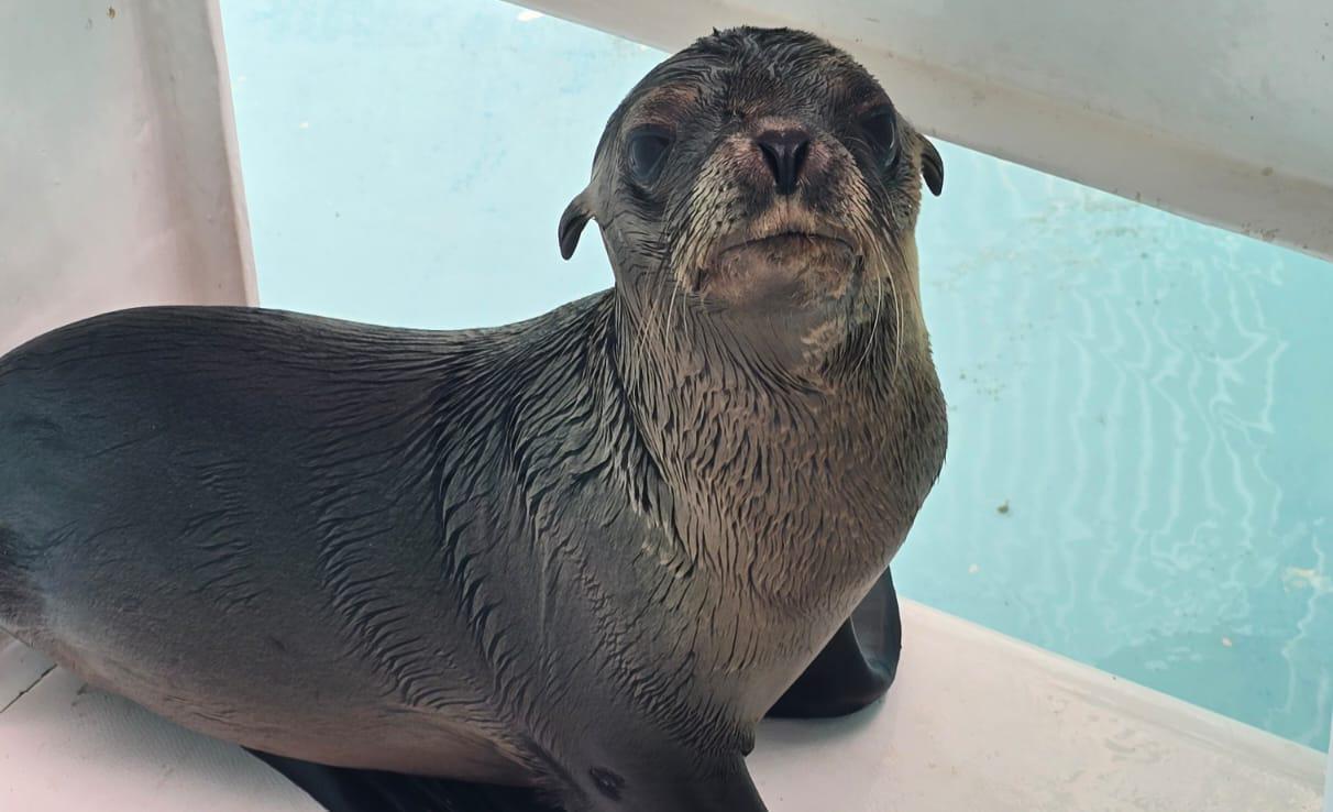 Gran Acuario Mazatlán rescata a una lobo marino extraviado en los canales de La Marina