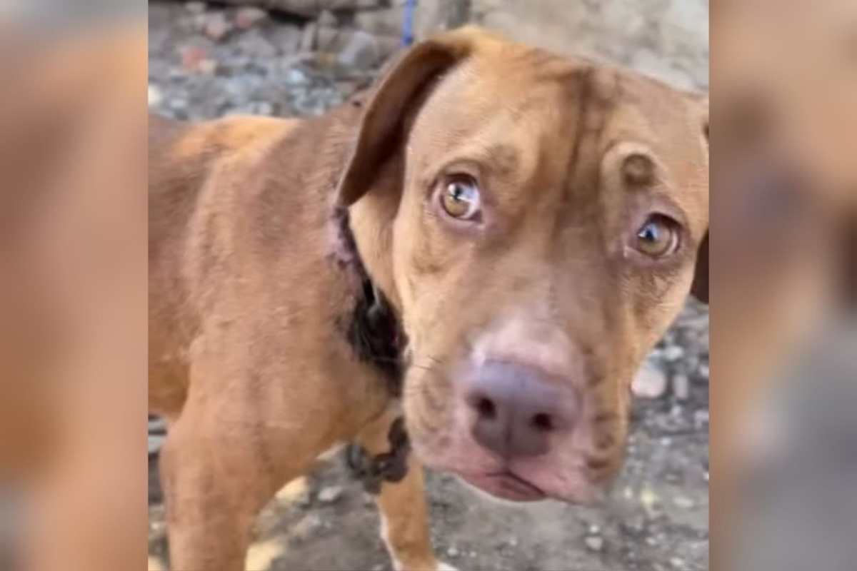 Rescatan a perrita con el cuello perforado por una cadena en Mazatlán; su agresor ya fue demandado