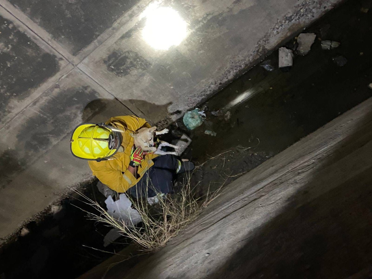 ¡No podía dormir, sabiendo que estaba en peligro! Perro es rescatado de canal de Mazatlán