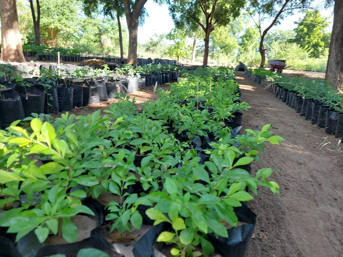 Va Ecología de Salvador Alvarado por una reforestación ‘agresiva’ para el centro de la ciudad de Guamúchil