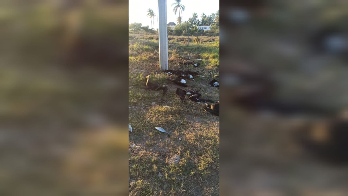 Se registra muerte masiva de aves en Teacapán, Escuinapa; un poste de luz es el causante