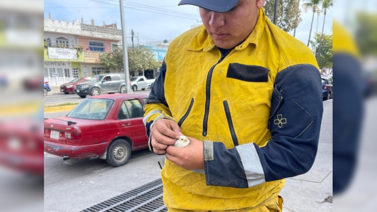 ‘Rescate emplumado en Mazatlán’; bomberos logra una vez más poner a salvo a un pollito