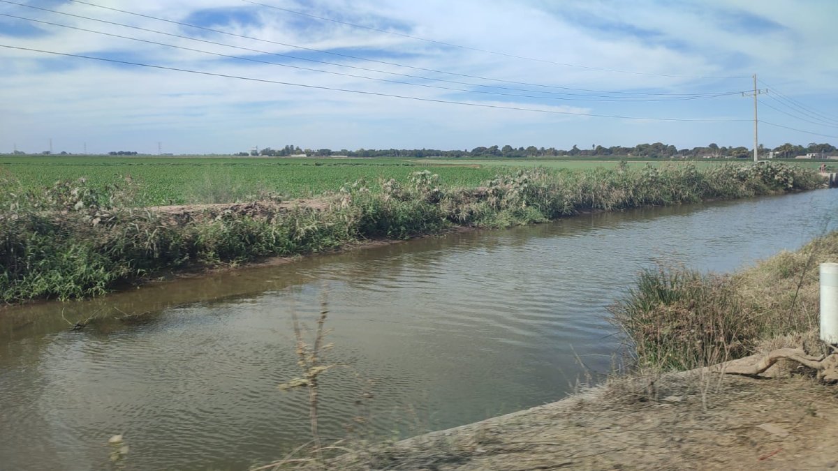 Conagua mantiene monitoreo junto con Red Mayor del Valle del Fuerte para respetar el plan de riego de ciclo agrícola 2025-2026