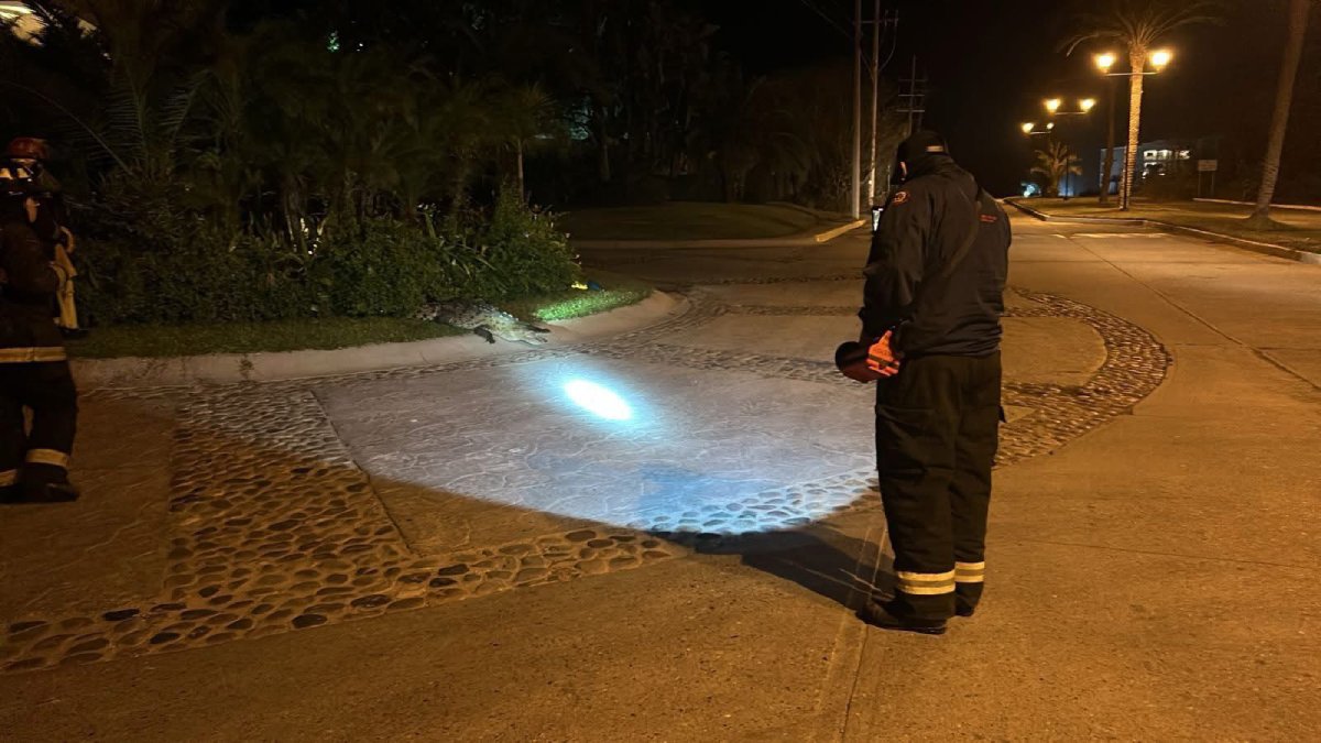 Un cocodrilo aparece cerca de hotel y es reubicado por bomberos en Mazatlán