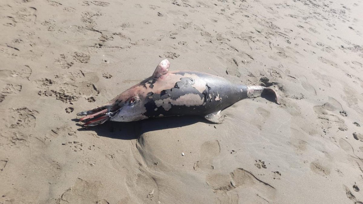 Localizan un delfín sin vida en playa Las Glorias