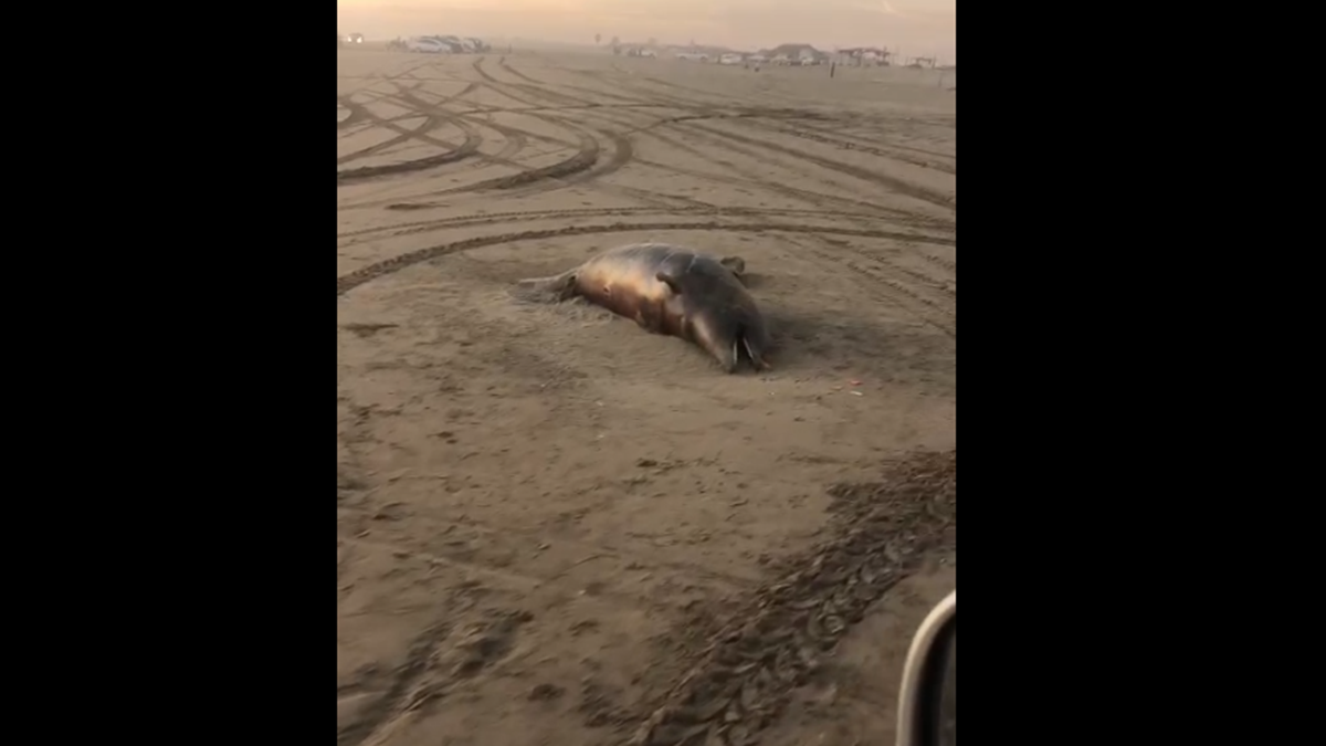 Localizan a delfín muerto en playas de Bellavista, Guasave; se vuelve la atracción de turistas
