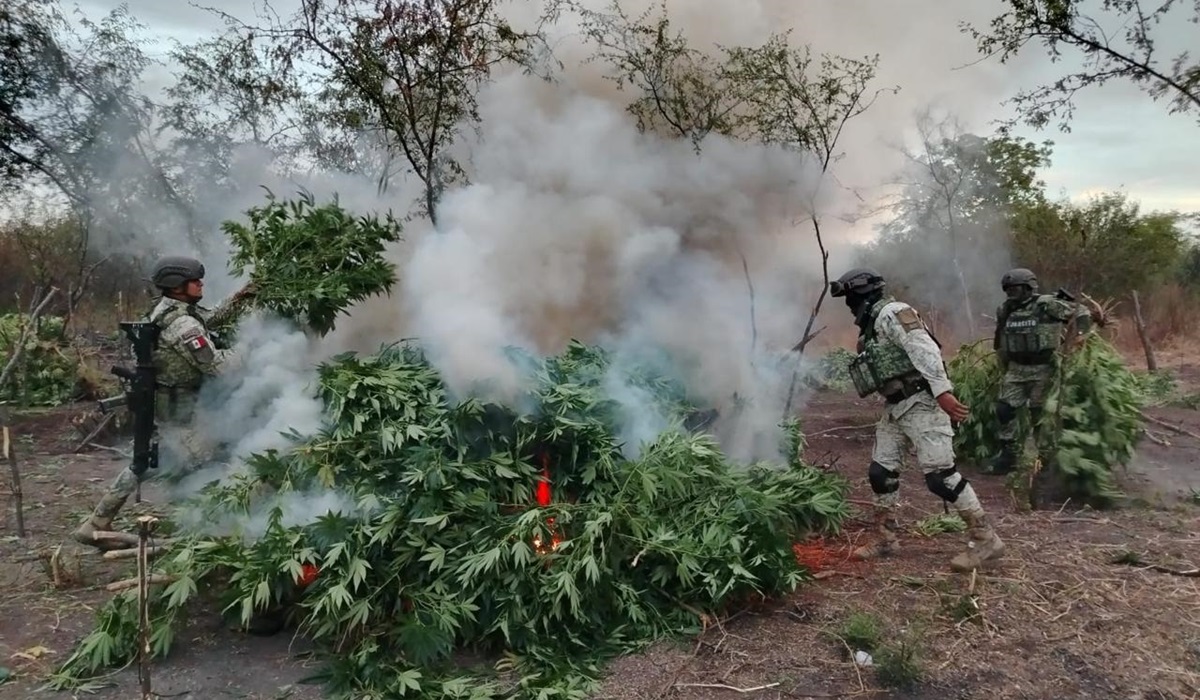 Militares destruyen plantíos de marihuana en la comunidad de El Salitre, Salvador Alvarado