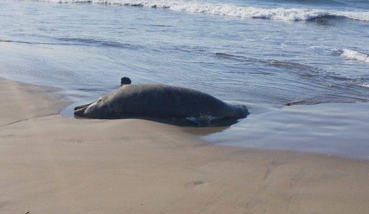Policía Ambiental y Protección Civil entierran delfín encontrado en playa Bellavista, Guasave