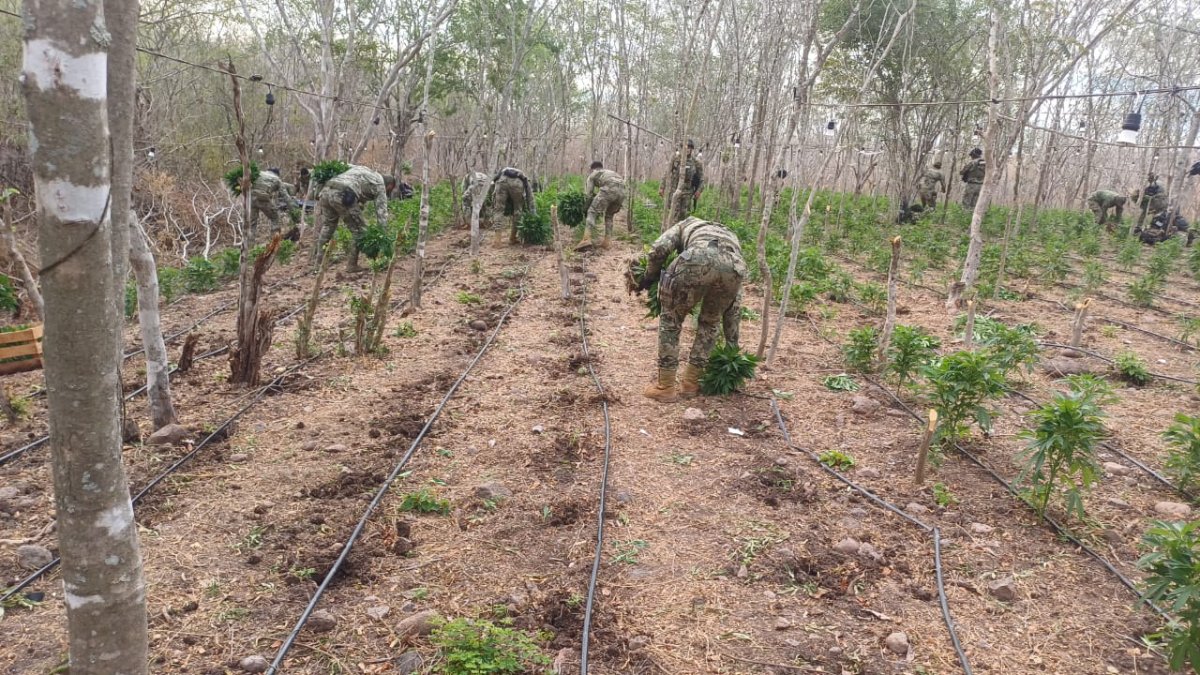 Aseguran nueve vehículos y erradican tres plantíos clandestinos de marihuana en Mazatlán y San Ignacio