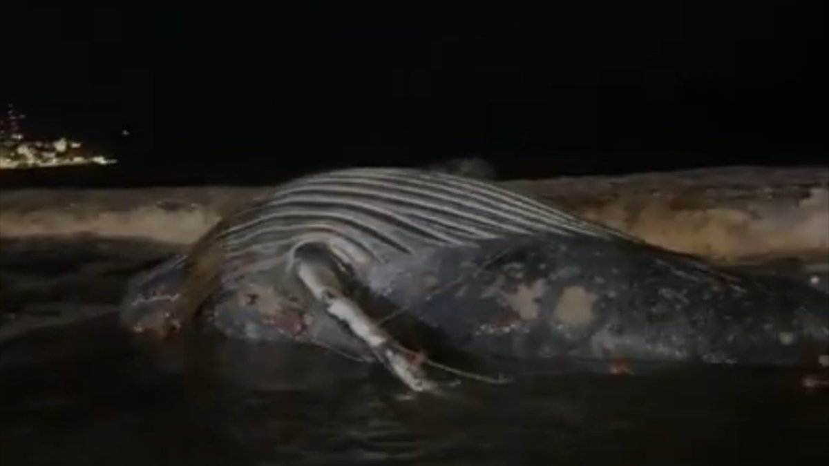 ¡Atrapada en una red de pesca! Fallece ballena en playas de Mazatlán frente al malecón