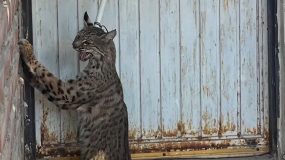 Captura Protección Civil de Guasave un gato montés en domicilio de Tamazula