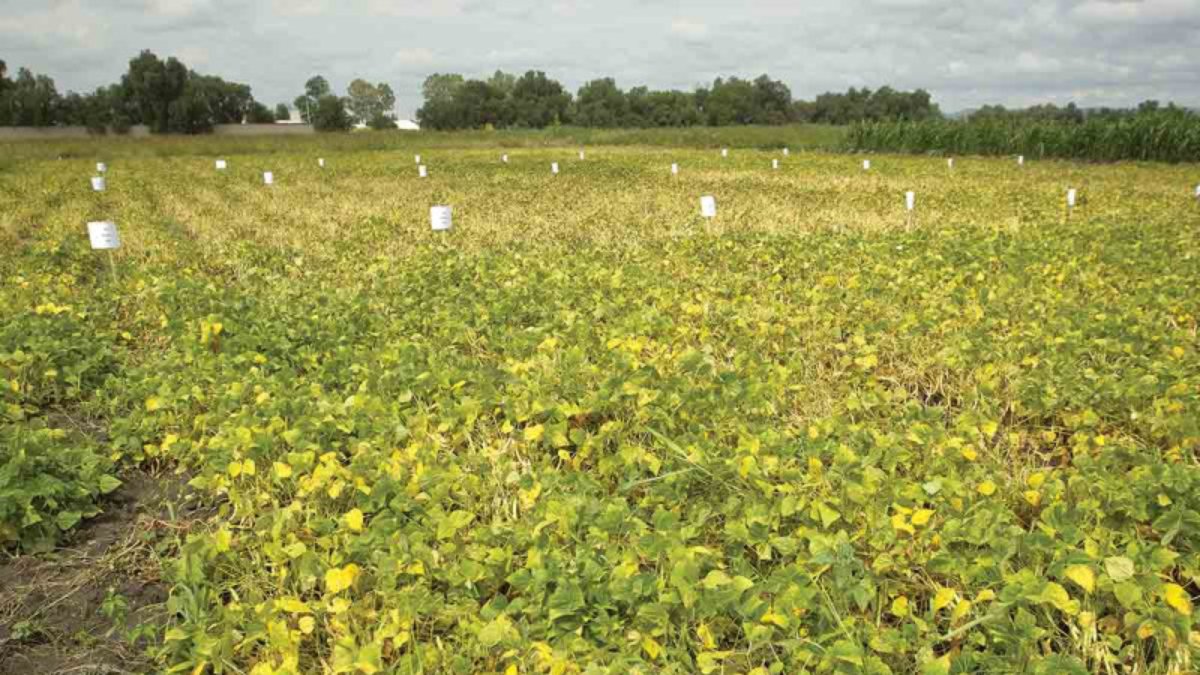 Los vientos ya indican que la temperatura bajara más este fin de semana, expresan productores de El Carrizo