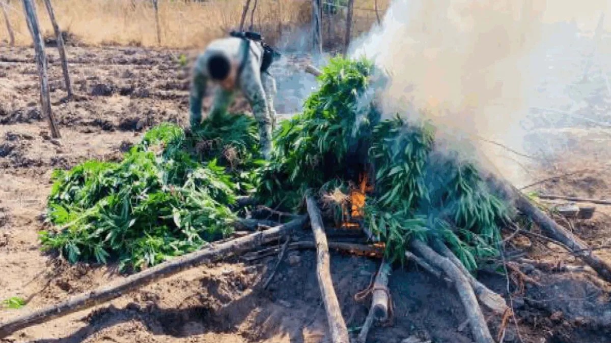 Marina erradica plantío de mariguana con 2,500 plantas en ‘La Cañita’, Sinaloa