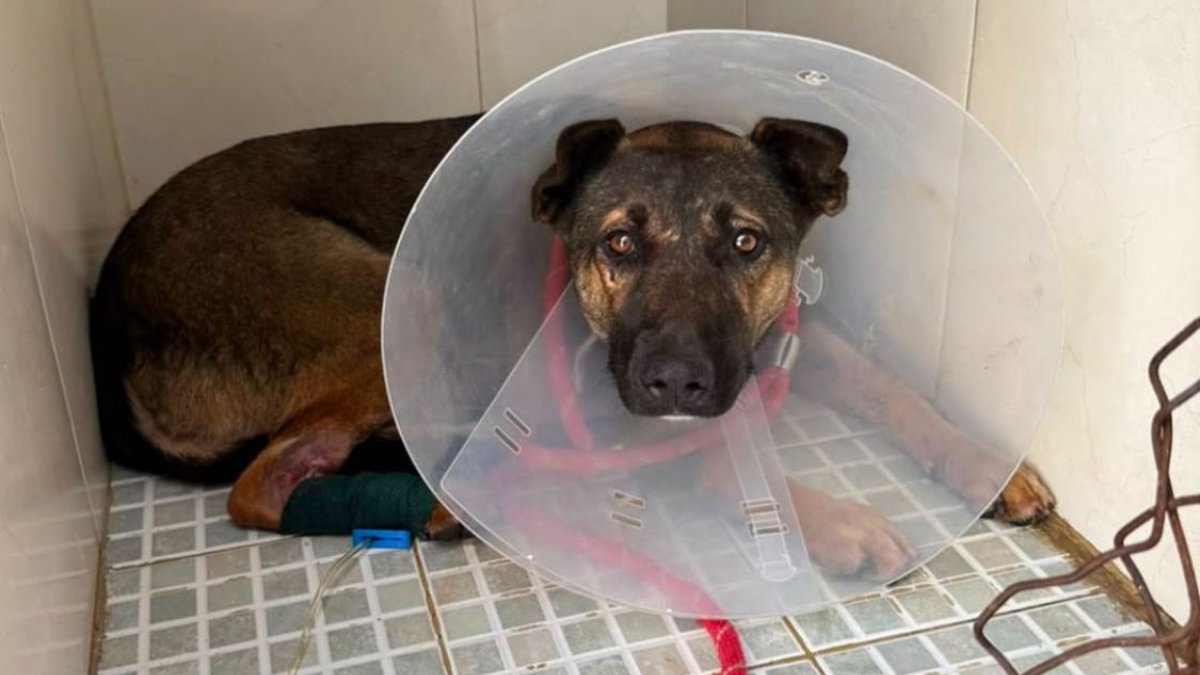 Fluye apoyo para ‘Máster’ en Mazatlán; ‘Káiser’, otro perrito, no ha corrido con la misma suerte