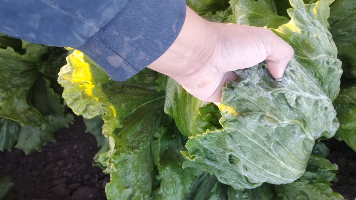 “Fue de impresión ver hielo en una que otra lechuga”, expresa trabajador de campo agrícola en Ahome