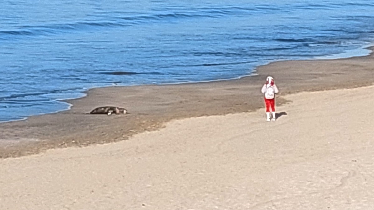 Localizan sin vida a un lobo marino en las playas de Mazatlán