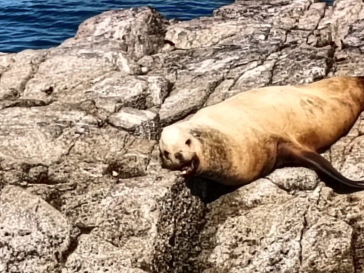 Lanzan S.O.S para rescatar a lobo marino en playas de Mazatlán