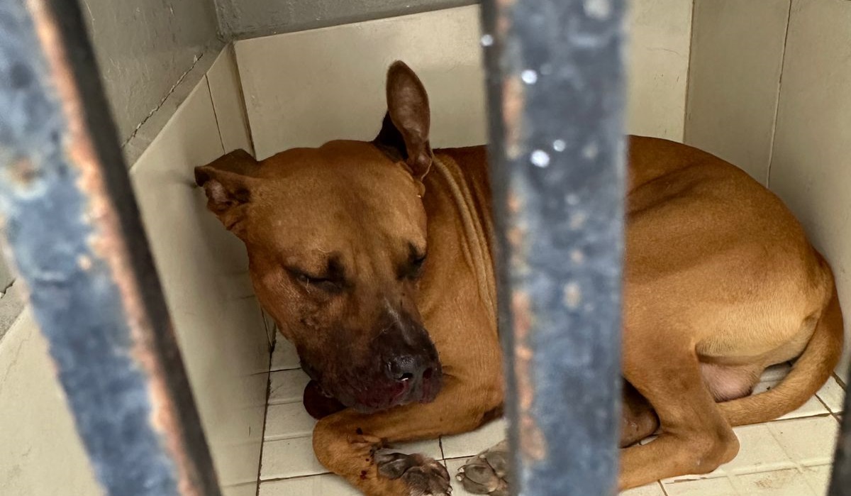 ¡Máster, ‘el perro milagro’, necesita tu ayuda! Fue víctima colateral de ataque a balazos en Mazatlán