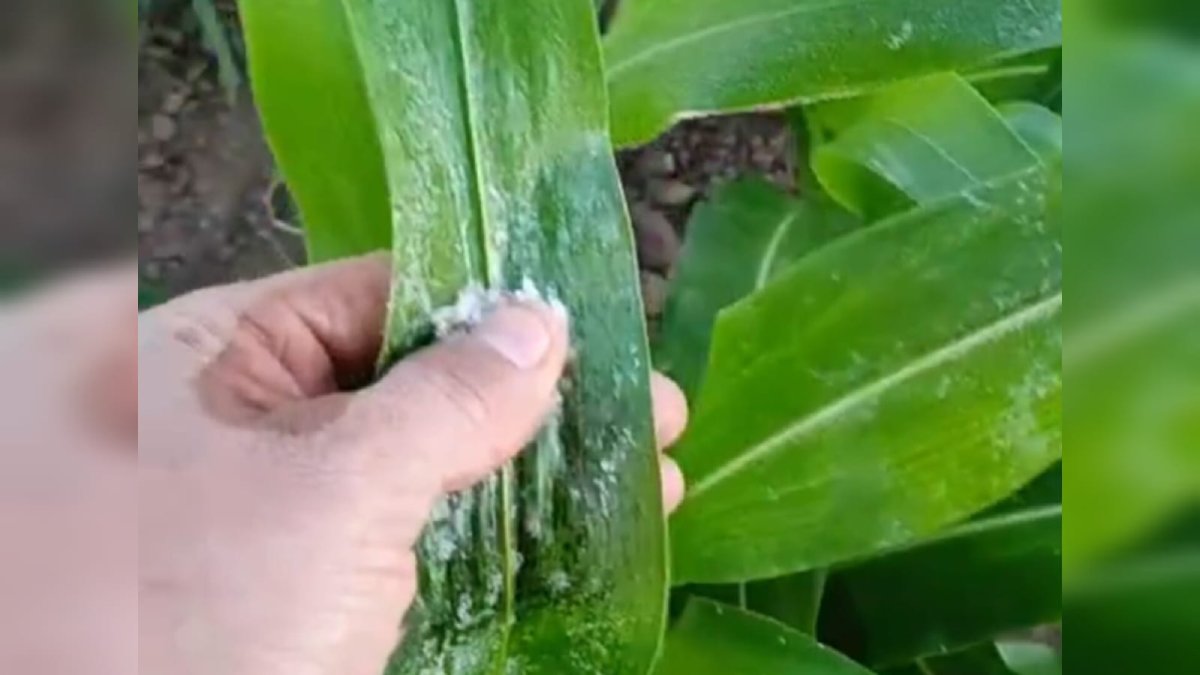 Se registran pérdidas totales en cultivos de maíz y frijol en la región del Évora por bajas temperaturas