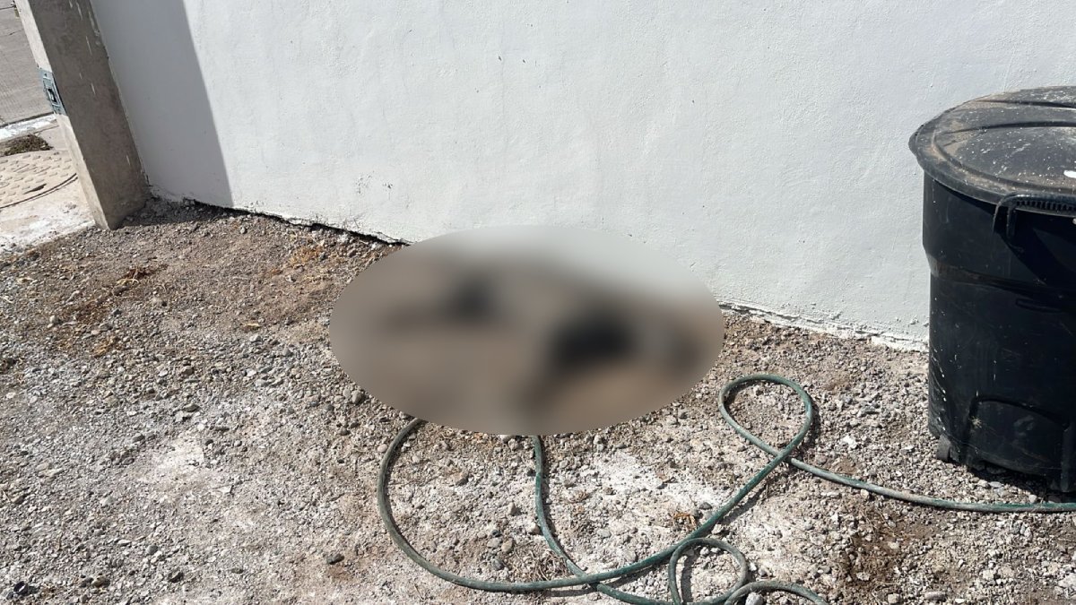 ¡Otra vez! Se desata el envenenamiento de perros en Fundadores, Guasave; van cinco