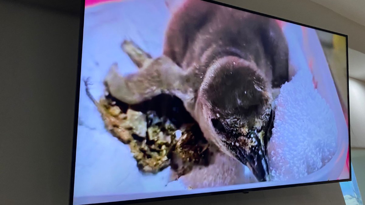 Nace el primer pingüino Humboldt de Sinaloa en el Gran Acuario de Mazatlán