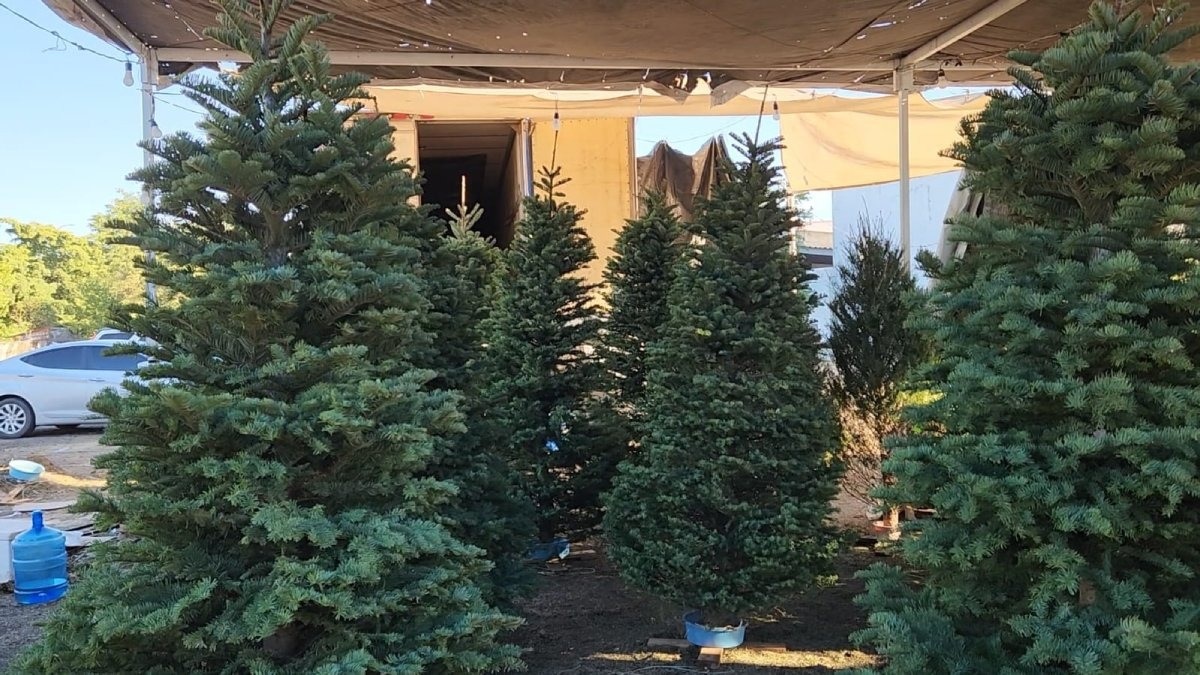Hay que llevar los pinos navideños naturales al Vivero Municipal, no los tiren en la calle: Ayuntamiento de Ahome