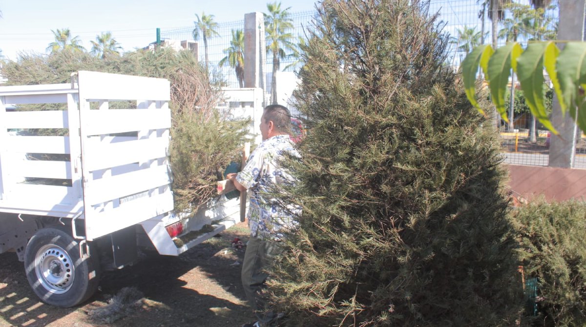 ¡Que no los tiren! Llama Gobierno Municipal de Mazatlán a llevar los pinos navideños a los centros de acopio