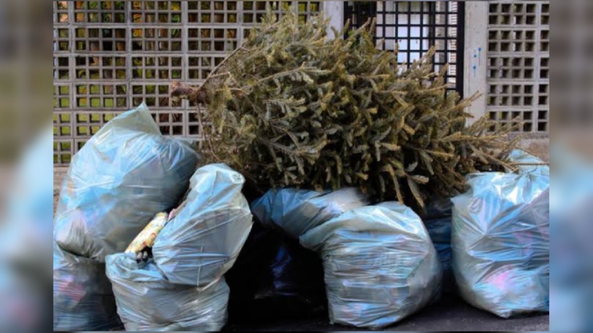 Llama PC Mazatlán a evitar quemar pinos navideños y contribuir con Servicios Públicos para su recolección