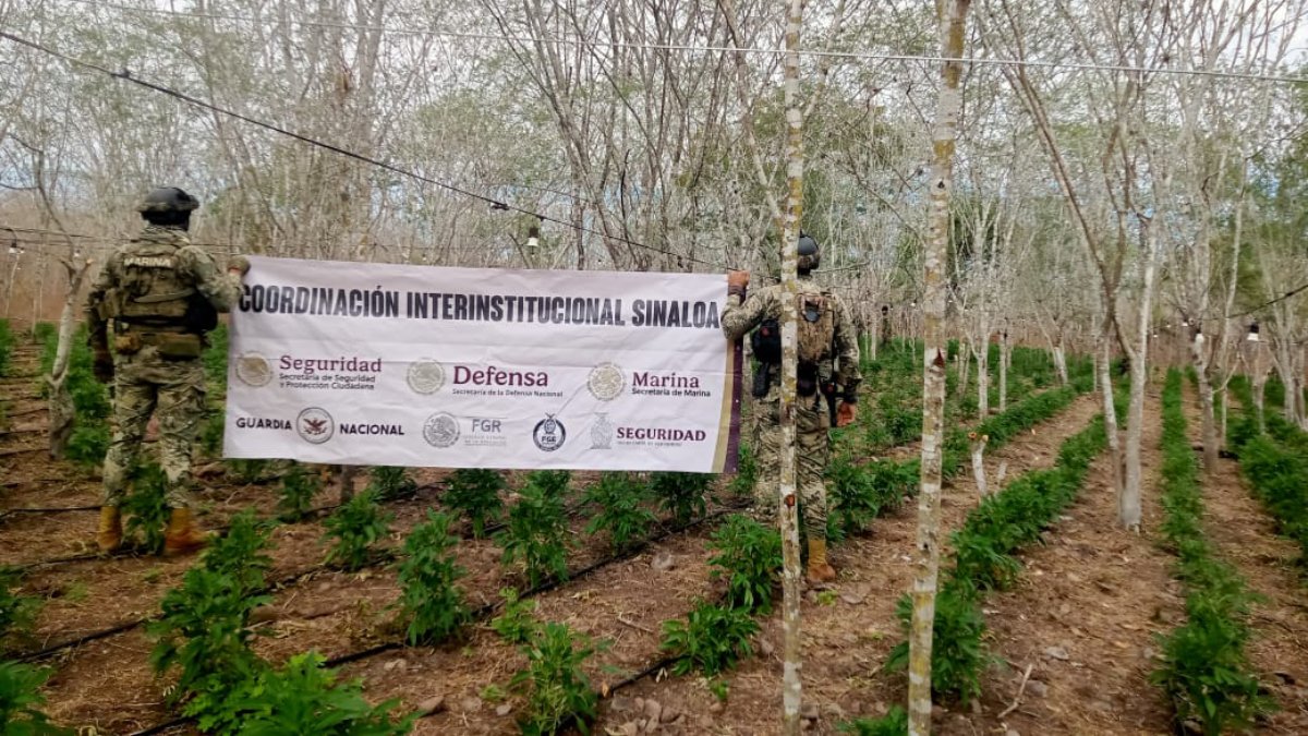 ¡Eran dos plantíos! Localizan y destruyen más de 3.6 toneladas de marihuana en Elota