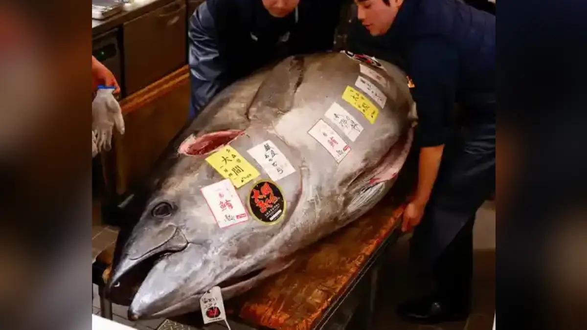 Primera subasta del año en Japón: Atún rojo se vende por 1.3 millones de dólares
