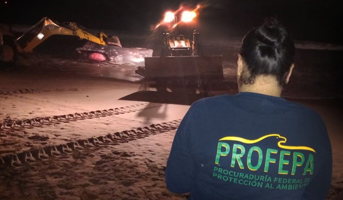 Profepa afirma que no se puede vincular la muerte de ballena en Mazatlán con red de pesca