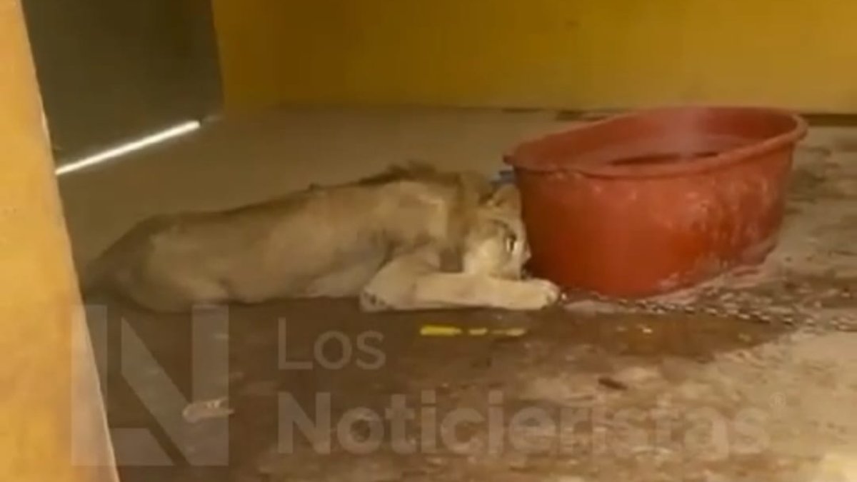 ¡Estaba encadenado! Rescatan a león en Escuinapa; ya suman 11 felinos en medio de la ola de violencia en Sinaloa
