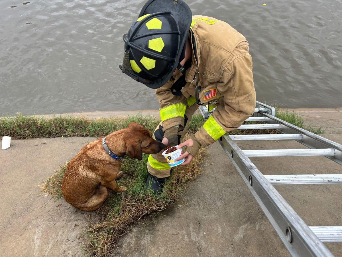En medio de las lluvias, Bomberos rescatan a peludito de canal en Mazatlán