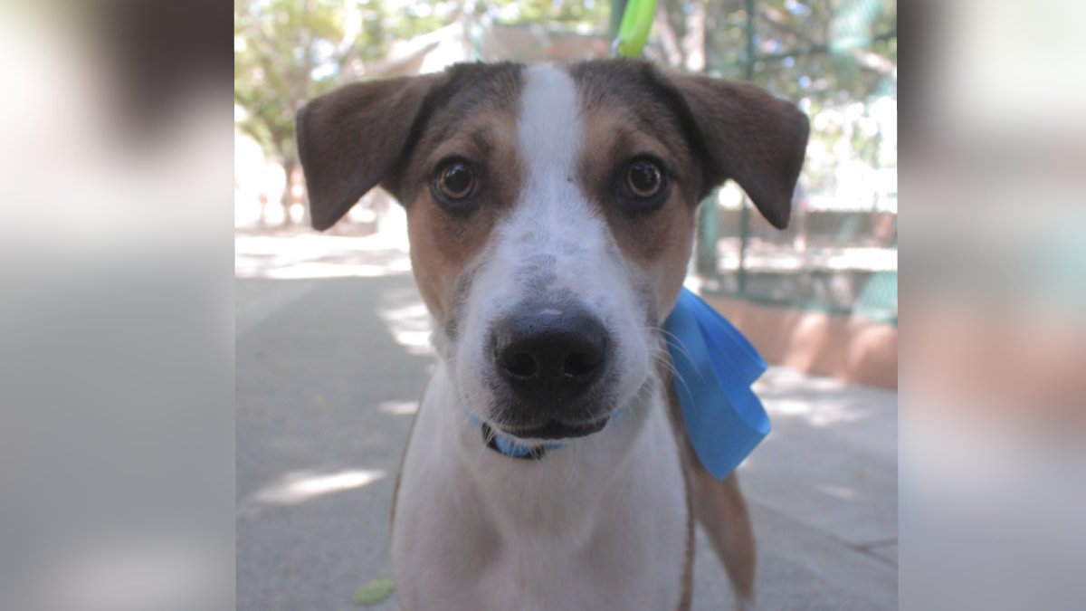 Recuerda que este sábado es la Segunda Jornada de Adopción de Perritos y Gatitos en Mazatlán